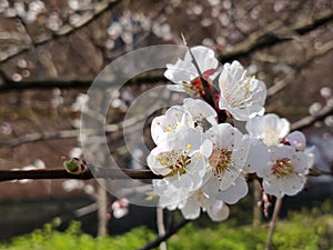 Apricot flowers