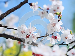 Apricot flowers. Beautiful springtime. Watercolor background. Blooming tree branches with white flowers. White sharp and defocused