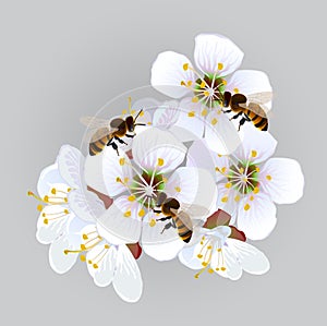 Apricot flowers with bees