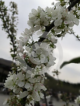 Apricot flowers bloom season (view)