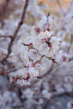 Apricot flowers blooming on the apricot tree