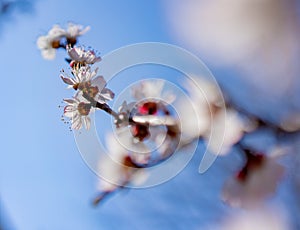 Apricot flowers on a branch against the blue sky
