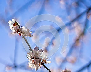 Apricot flowers on a branch against the blue sky