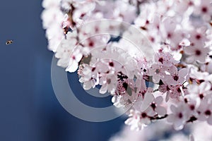 Apricot flowers in early spring, and soft focus, bee