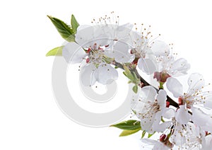 Apricot flowers isolated on white background