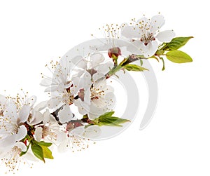 Apricot flowers isolated on white background