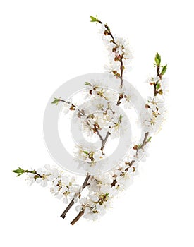 Apricot flowers isolated on white. without shadow