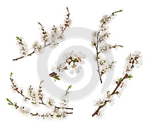 Apricot flowers isolated on white. without shadow