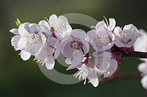 Apricot flowers