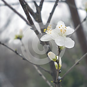 Apricot flowers after snow in spring 2022