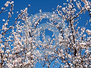 Apricot flowers in the spring