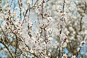 Apricot flowers in spring, floral background