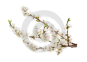 Apricot flowers on white. without shadow