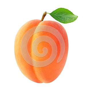 Apricot