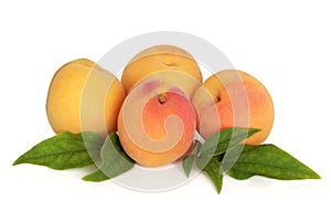Apricot Fruit