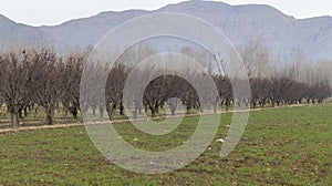 Apricot fruit farm in dormancy period