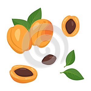 Apricot fruit icons set