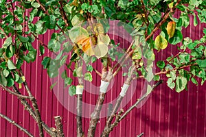 Apricot fruit tree near the fence with developed new branches after grafting. Growing and selection of fruits