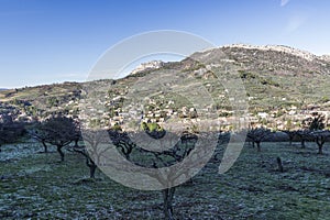 Apricot fruit trees in the Baronnies at winter, in an area just to the north of Provence, Drome Provencale part of the Rhone-Alpes