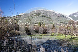 Apricot fruit trees in the Baronnies at winter, in an area just to the north of Provence, Drome Provencale part of the Rhone-Alpes