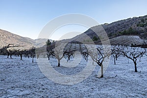 Apricot fruit trees in the Baronnies at winter, in an area just to the north of Provence, Drome Provencale part of the Rhone-Alpes