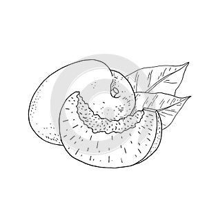 Apricot fruit. Whole fruit and slice. Hand draw vector illustration.