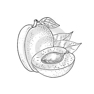 Apricot tree fruits. Hand drawn whole fruit and slice with kernel.