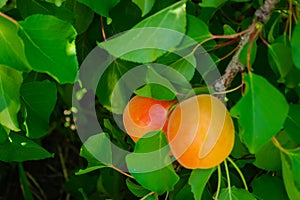 Apricot fruits illuminated by the morning sun.