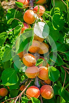 Apricot fruits illuminated by the morning sun.