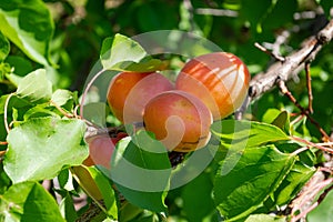 Apricot fruits illuminated by the morning sun.