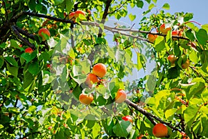 Apricot fruits illuminated by the morning sun.