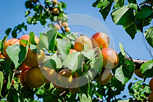 Apricot fruits illuminated by the morning sun.