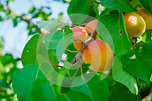 Apricot fruits illuminated by the morning sun.