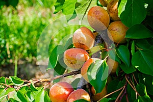 Apricot fruits illuminated by the morning sun.