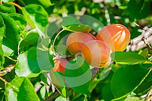 Apricot fruits illuminated by the morning sun.