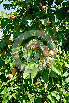 Apricot fruits illuminated by the morning sun.