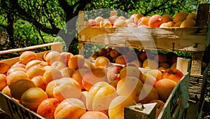 Apricot fruits illuminated by the morning sun.