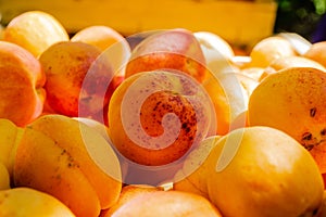 Apricot fruits illuminated by the morning sun.