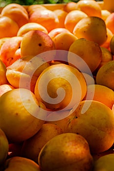 Apricot fruits illuminated by the morning sun.