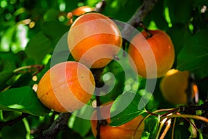 Apricot fruits illuminated by the morning sun.