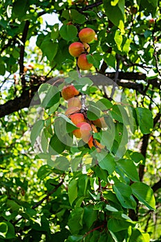 Apricot fruits illuminated by the morning sun.