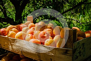 Apricot fruits illuminated by the morning sun.