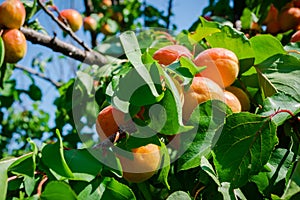 Apricot fruits illuminated by the morning sun.