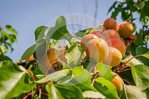Apricot fruits illuminated by the morning sun.