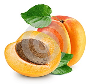 Apricot fruits isolated