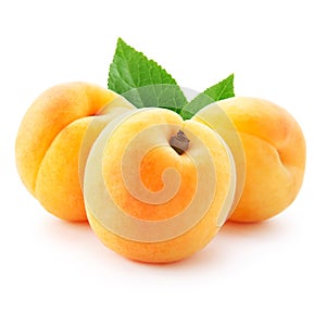 Apricot