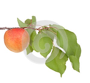 Apricot fruits with leafs