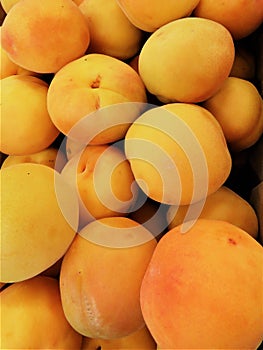 Apricot Fruits in New Zealand