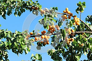 Apricot fruits in the sunlight