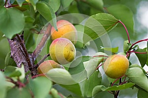 Apricot fruits on the tree. Growing apricots_